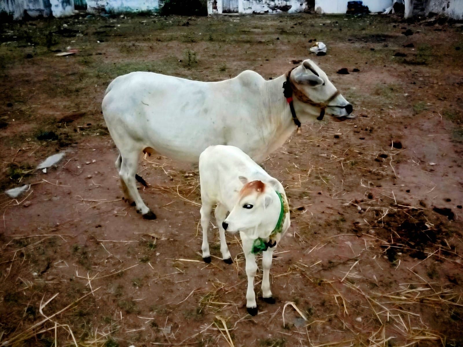 pic of cow and calf