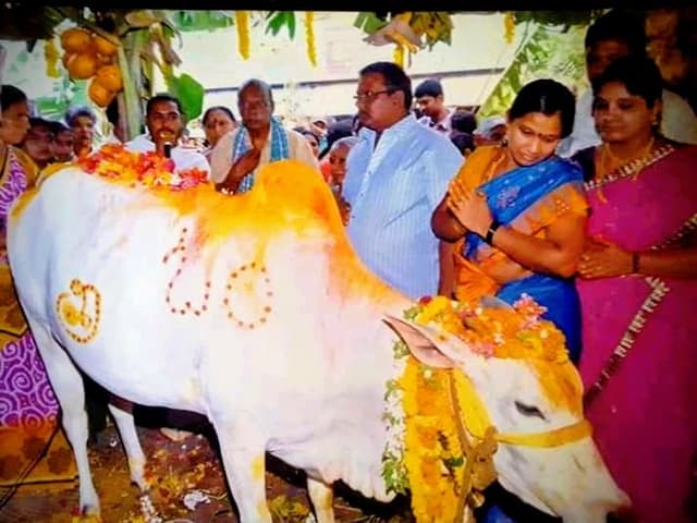 cow